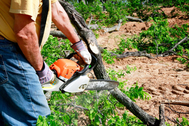 Best Hedge Trimming  in Paw Paw Lake, MI